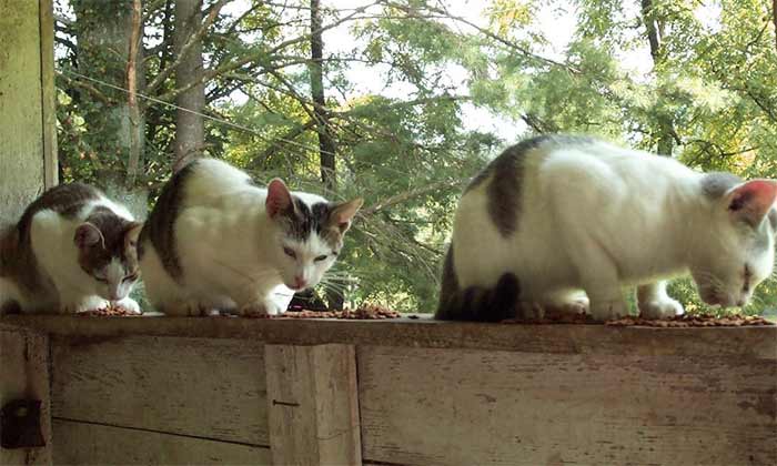 3 feral cats on a ledge eating catfood