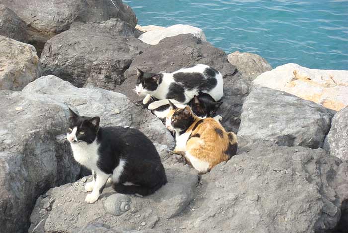 Feral cats at the beach