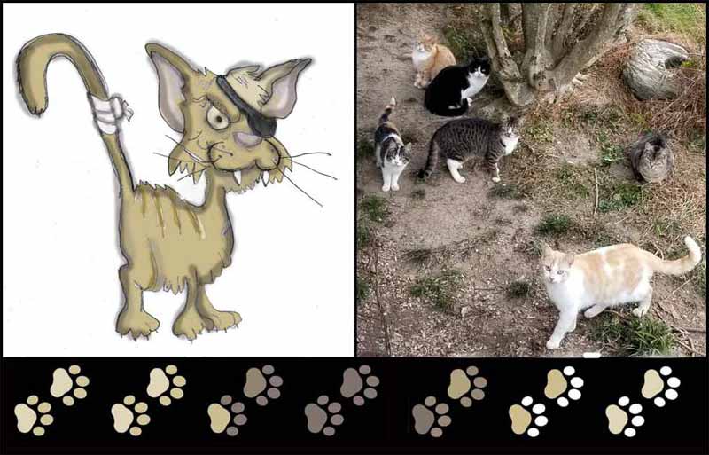 Feral cat colony logo and photo of feral cats