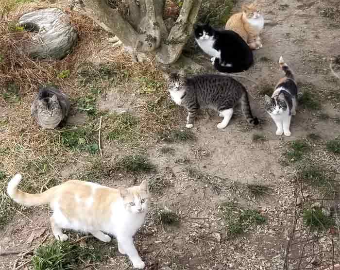 A bunch of feral cats