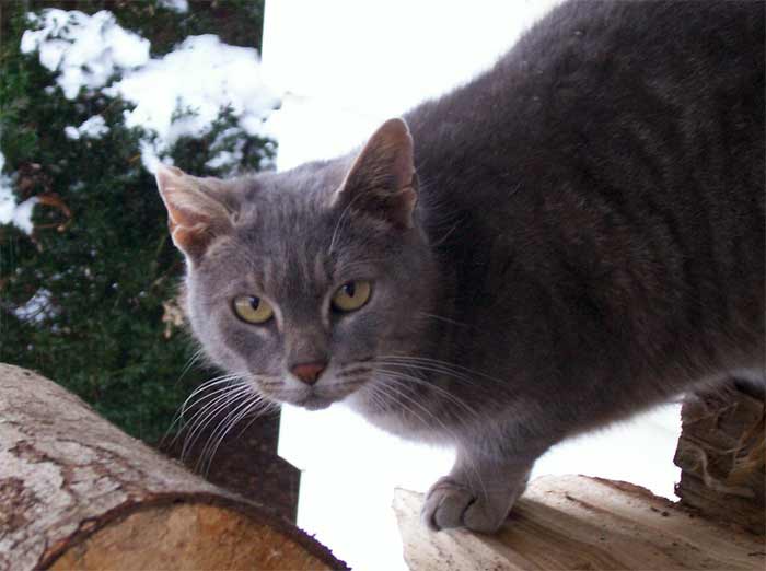 Gray cat in the snow