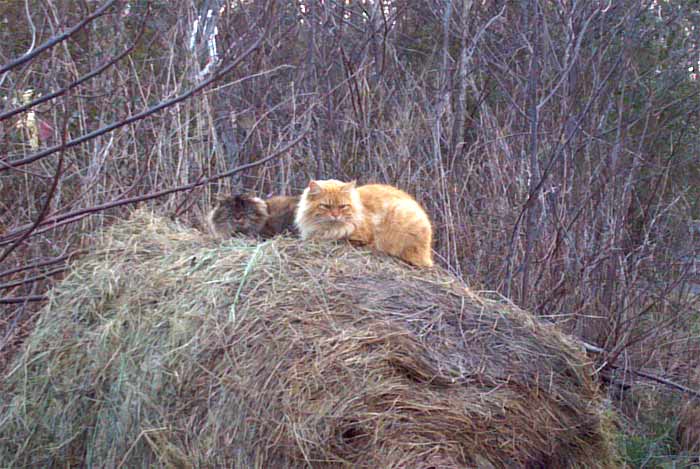 Cats rest on a bale of hay.