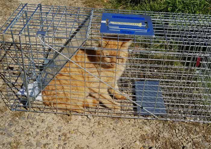 Feral cat in a trap and release program
