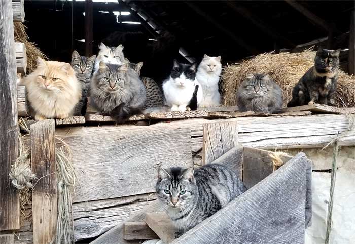 10 feral cats in the barn loft
