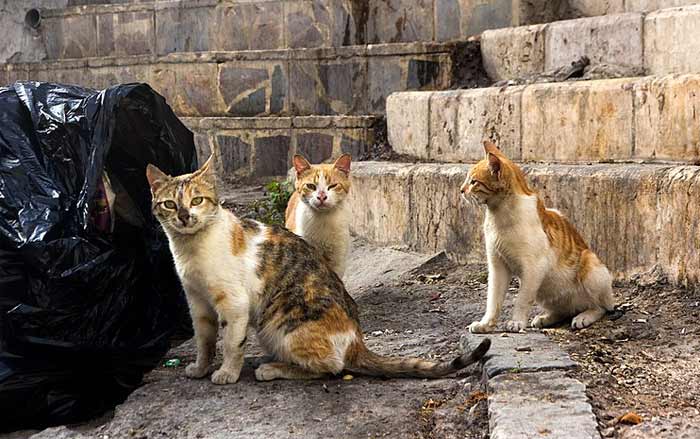 City cats near a bag of garbage