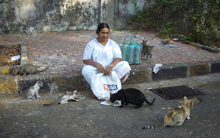 Lady feeding feral cats