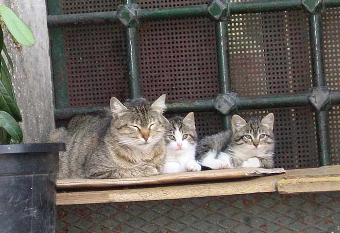 Feral cats on a ledge