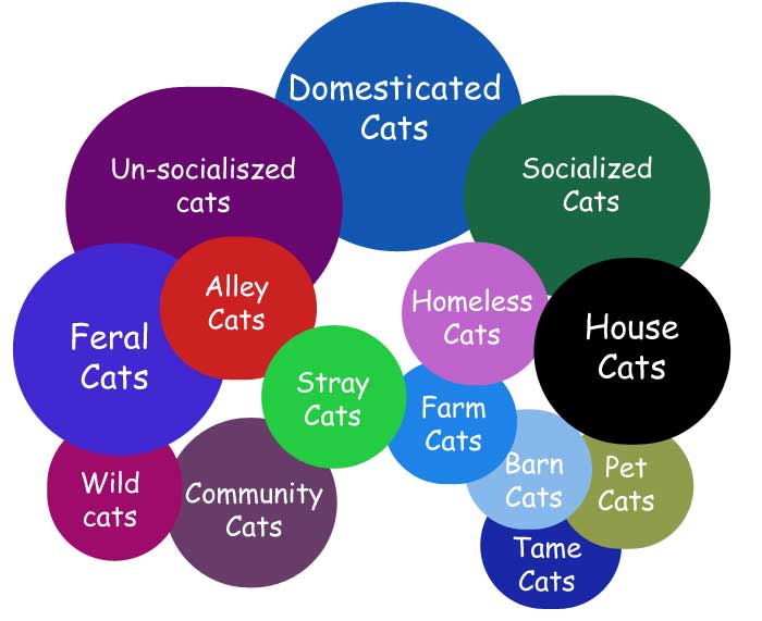 Graph of labels for cats