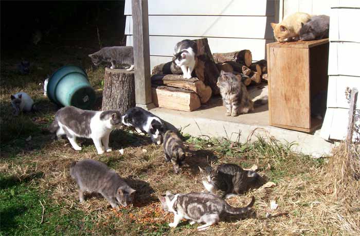 12 feral cats eating catfood