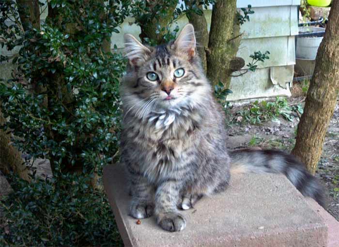 Photo of a feral tabby cat