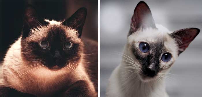 Thai and Siamese cats side by side