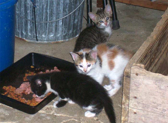 Kittens eating cat food
