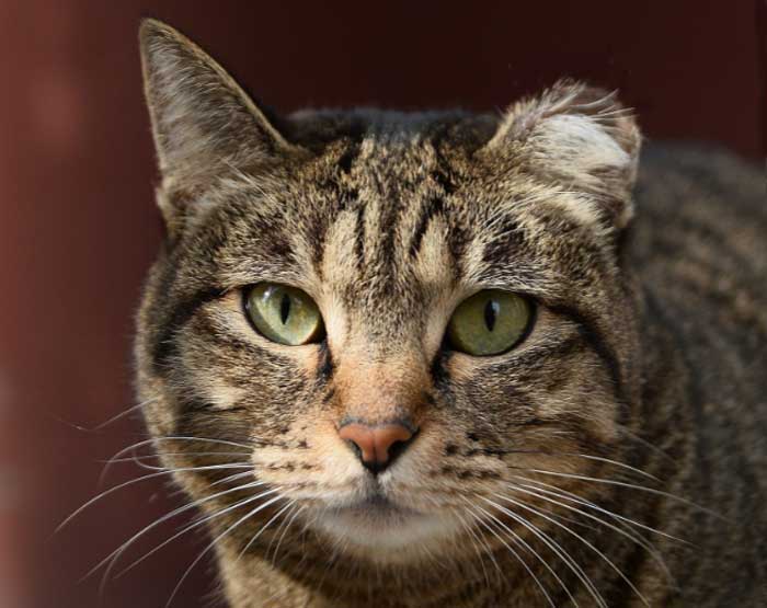 Cat with tipped ear