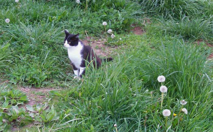 Tuxedo cat and dandelions