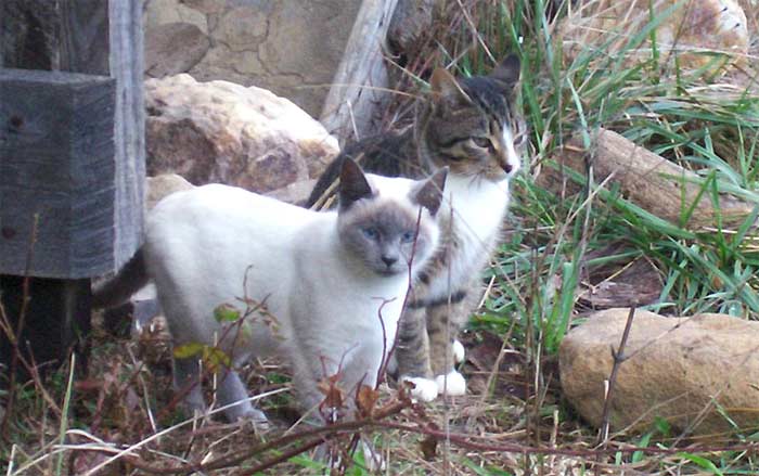 Two feral cats on the farm
